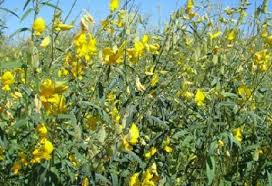 Image result for Crotalaria comosa