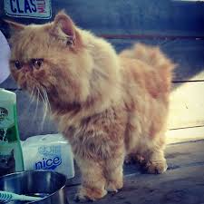 Kucing persia peaknose adalah salah satu jenis kucing persia yang paling populer saat ini. Informasi Seputar Kucing Perbedaan Kucing Persia Medium Flatnose Dan Peaknose