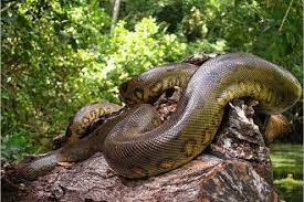 Anacondas Of The Amazon Rainforest Amazon Rainforest Animals Green Anaconda Rainforest Animals