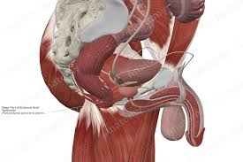 Deep Part of External Anal Sphincter | Complete Anatomy