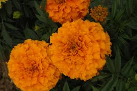 Image result for tagetes)