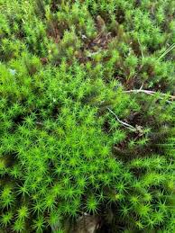 Image result for Chamaecrista polytricha