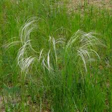 50 cm höhe enden die federbüschel, die dem staudengras seinen namen gegeben haben. Stipa Pennata Stipa Joannis