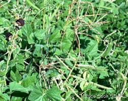 Image result for Macroptilium atropurpureum