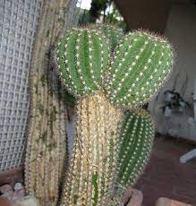 We did not find results for: From Offset Seedscactus Com