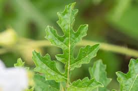 Image result for Solanum sisymbriifolium