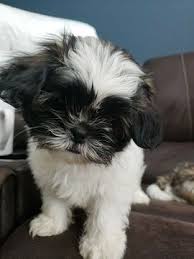 Shih tzus are extremely popular toy dogs and are adorable as puppies. Shih Tzu Puppy For Sale In Leesburg Fl Usa Adn 103983 On Puppyfinder Com Gender Male Age 13 Weeks Old Nickname Shih Tzu Puppy Puppies Cute Dogs Breeds