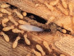 The termite specialists at arizona termite control are experienced and trained in finding the hotspots for termite infestation and identifying the with 17 years termite experience in the phoenix area, arizona termite specialists is familiar with the specific pest exterminator needs of the valley. Home House Doctor Exterminating