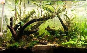 Pin By Caroline Martin On Aquascaping Nature Aquarium Aquascape Aquascape Aquarium