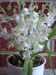 Fiery Reed Orchid Plants I Love That Are Non Toxic To Cats Intended For Are Orchids Poisonous To Cats Are Orchids Poison Orchid Plants Safe House Plants Plants