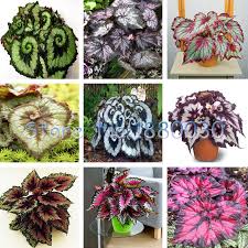 9 Colors 30pcs Beautiful Begonia Flower Seeds Flowers Potted Bonsai Garden Courtyard Balcony Coleus Seeds China Mainlan Flower Seeds Bonsai Flower Flower Pots