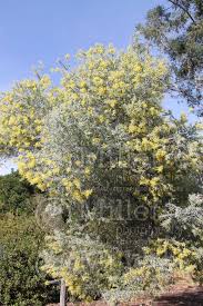 Image result for Acacia podalyriifolia