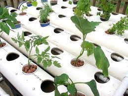 In a hydroponic gardening system, the plants are usually suspended in the air. Introduction To Hydroponics Diy