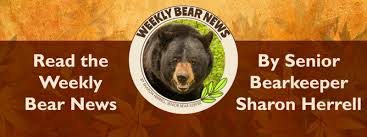 We did not find results for: Home North American Bear Centernorth American Bear Center