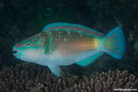 Image result for Chloris diluta