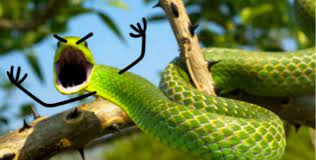 Pin By Mindy On Snake Cute Snake Cute Reptiles Snake