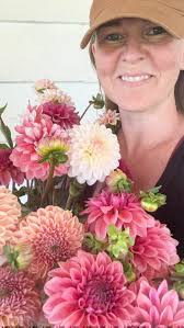 First of the season 💫 #dahliaseason #fiveacresflowerfarm #fiveacresflowers  #abbotsfordflowerfarm #vancouverflowerfarm #fraservalleyflowerfarm #dahlias  #dahliafarm #canadiangrownflowers #flowerfarm