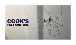 Maybe you would like to learn more about one of these? Daddy Long Legs Harmful Or Harmless