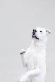 Modern Dog Magazine Dog Training 101 How To Teach Your Dog Sit Pretty Pawsh Magazine In 2020 Modern Dog Magazine Dog Sitting Dog Magazine