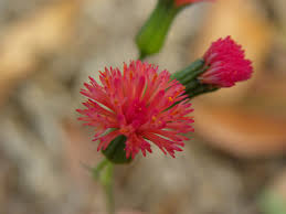 Image result for Emilia integrifolia