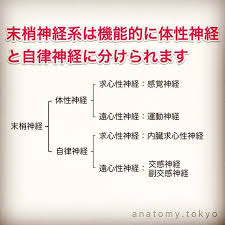 末梢神経系は機能的に 神経 と 神経 に分けられる 解答 体性神経と自律神経 末梢神経系は機能的に体性神経と自律神経に分けられます 一問一答 https www anatomy tokyo oqoa e3 80 90 e4 b8 80 e5 95 8f 神経系 解剖学 医学