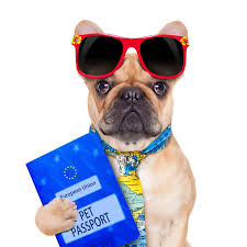 Le « passeport vaccinal »,. Papiers Administratifs Du Chien Doctissimo