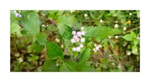 Image result for Schizochilus sulphureus