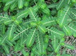 Image result for Phyllanthus nyikae