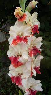 Gladiolus You And I Bulb Flowers Gladiolus Flower Flowers