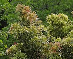 Image result for Pieris formosa