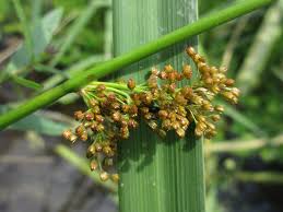 Image result for Juncaceae