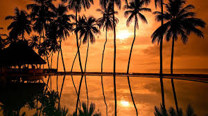 Woman in terrace wallpaper, digital art, sunset, women, wlop. 23 Palm Tree Sunset Wallpapers Wallpaperboat