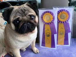 Here they became quite popular and were recognized as the official dog of the house of orange after one saved the life. Yerington S Jojo And Charm Headed To Westminster Dog Show