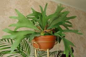 Ngebor tanduk rusa ( untuk pipa rokok). Platizerium Adalah Bunga Dengan Tanduk Bunga Tanduk Sentuhan Dalaman Bergaya Pembentukan Bunga Tanduk