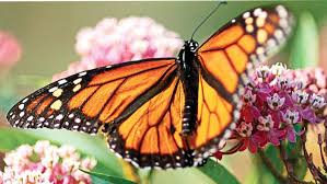 Florida butterflies use a variety of wildflowers, shrubs and trees as host plants. Designing A Dream Butterfly Garden