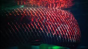 Nate moreno and jake byers would go catfishing on the west fork river after work with another friend. Florida Newest Invasive Species Is A 10 Foot River Monster Wtsp Com