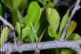 Image result for Gymnosporia arenicola