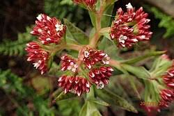 Image result for Crassula alba