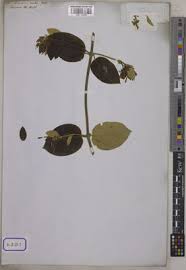 Image result for Commiphora fulvotomentosa