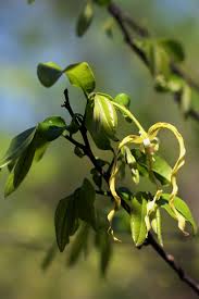 Image result for Monodora stenopetala