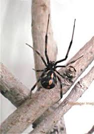 The evergreen cargo ship was loosened and taken to bitter lake in egypt. Widow Spiders Vce Publications Virginia Tech