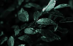 Dark Nature Wallpapers Top Free Dark Nature Backgrounds Wallpaperaccess Here are only the best 3d nature wallpapers.