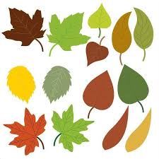 Image result for leaf margin entire