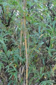 Résultat de recherche d'images pour "ants and mealybugs"