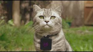 With location and activity tracking, these wearable trackers and collars can help make sure your dog or cat is both safe and healthy. Catstacam Turns Your Cat Into An Instagram Photog