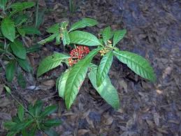 Image result for Psychotria heterosticta