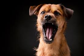 Ramz, also known as ramone rochester, has spoken about how barking… Excessive Dog Barking Tips Advice Australian Dog Lover