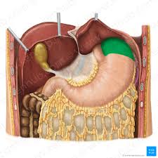 Your body organs range from your brain, heart, liver, skin, lungs, kidneys, intestines, stomach, bladder, etc. List Of Human Organs Kenhub