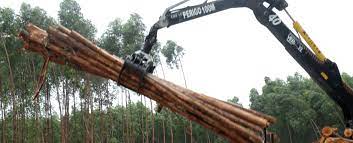 Monoculture forests are described as those planted by people for agricultural purposes or areas solely consisting of ironwood trees (casuarina equisetifolia). Resource Page On Monoculture Tree Plantations Videos Photos More Stopgetrees Org