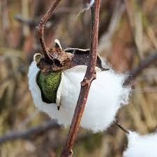 Image result for Gossypium barbadense